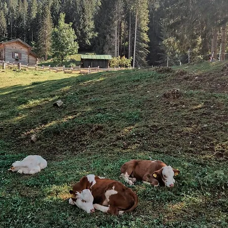 Appartamento Casa Caliman Santa Caterina (Belluno)